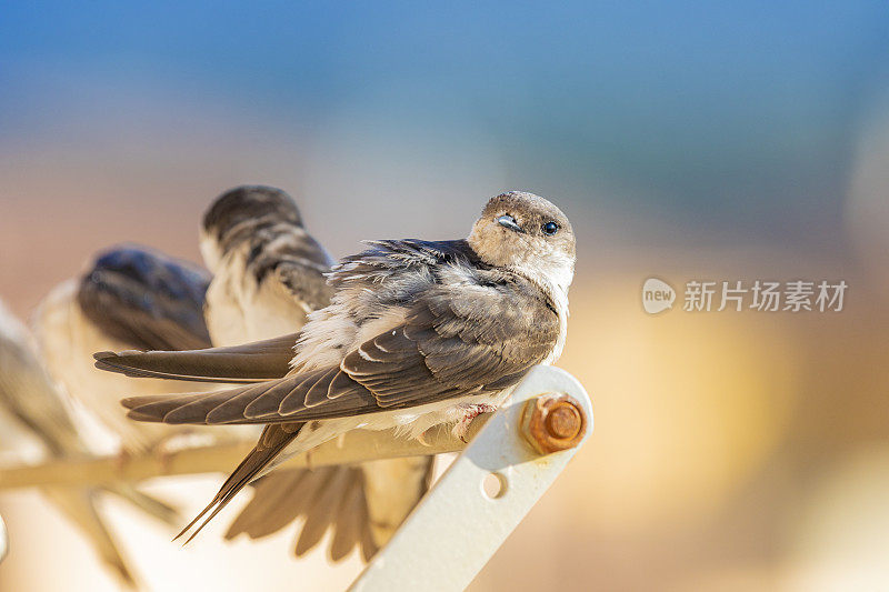 谷仓燕子(Hirundo rustica)在我的窗口靠近。躺在我的衣架上